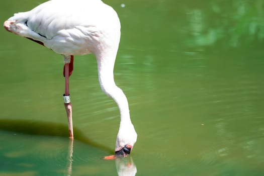 Greater flamingo,(Phoenicopterus roseus) in a lakes