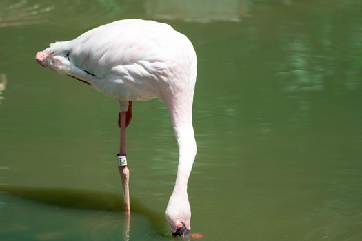 Greater flamingo,(Phoenicopterus roseus) in a lakes