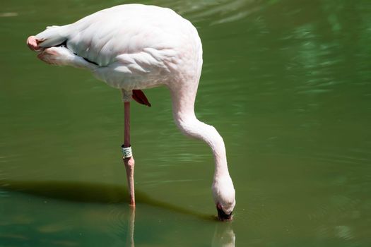 Greater flamingo,(Phoenicopterus roseus) in a lakes