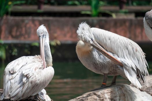 Great white pelican (Pelecanus onocrotalus) aka the eastern white pelican, rosy pelican or white pelican