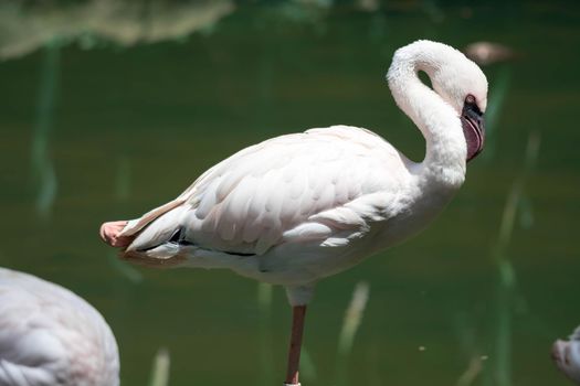 Greater flamingo,(Phoenicopterus roseus) in a lakes