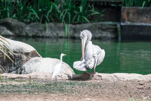 Great white pelican (Pelecanus onocrotalus) aka the eastern white pelican, rosy pelican or white pelican