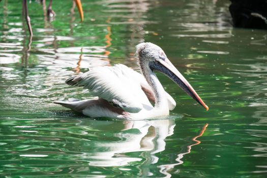 Great white pelican (Pelecanus onocrotalus) aka the eastern white pelican, rosy pelican or white pelican