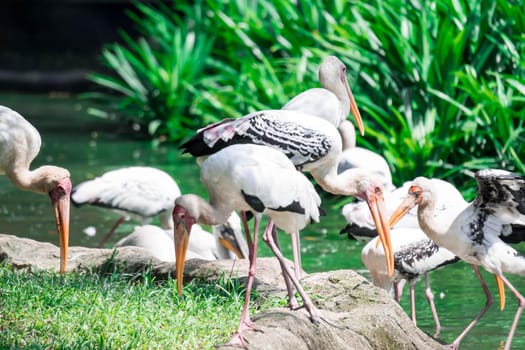 Flock of Yellow billed stork, (Mycteria ibis), fishing in water in a lake