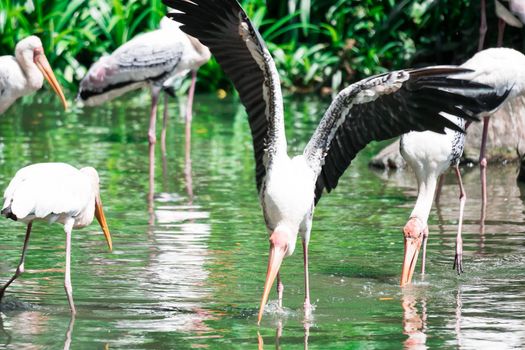 Flock of Yellow billed stork, (Mycteria ibis), fishing in water in a lake