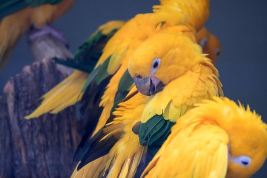 A Lovely sun conure parrot birds on the perch. flock of colorful sun conure parrot birds interacting.