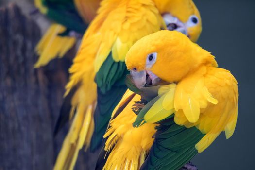 A Lovely sun conure parrot birds on the perch. flock of colorful sun conure parrot birds interacting.