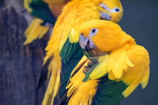 A Lovely sun conure parrot birds on the perch. flock of colorful sun conure parrot birds interacting.