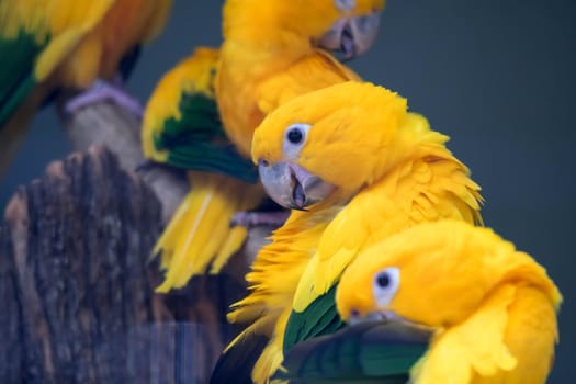 Group of cute pet parrots Sun Conure (Aratinga solstitialis) perched on the log