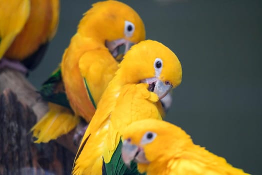 Group of cute pet parrots Sun Conure (Aratinga solstitialis) perched on the log