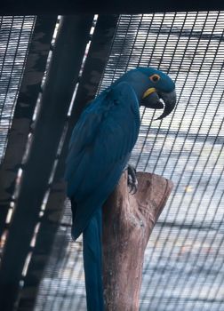 A Blue and yellow Hyacinth Macaw (parrot) perched on a tree branch