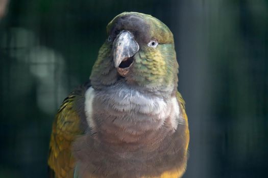 A Burrowing parrot (Cyanoliseus patagonus) or Burrowing parakeet also known as the Patagonian conure, portait.