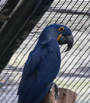 A Blue and yellow Hyacinth Macaw (parrot) perched on a tree branch