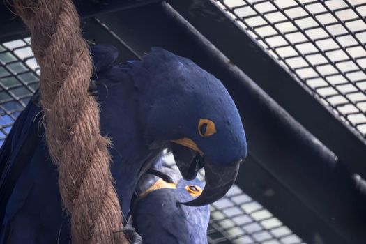 A Blue and yellow Hyacinth Macaw (parrot) perched on a tree branch