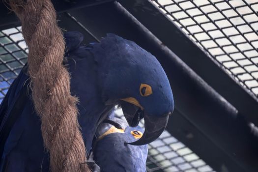 A Blue and yellow Hyacinth Macaw (parrot) perched on a tree branch