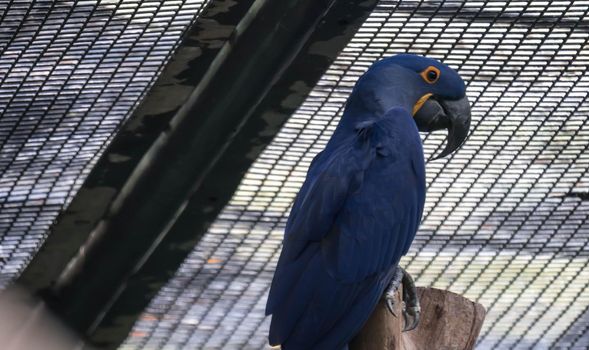 A Blue and yellow Hyacinth Macaw (parrot) perched on a tree branch