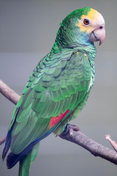 A Belize yellow headed amazon, Amazona oratrix belizensis, Parakeet, Parrot.