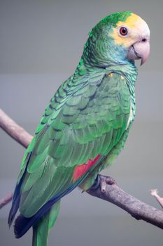 A Yellow-headed amazon close up. A close up view of the head and shoulders of a lovely yellow-headed amazon parrot.