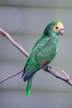 A Belize yellow headed amazon, Amazona oratrix belizensis, Parakeet, Parrot.