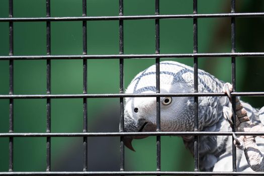An African Grey Parrot - Psittacus erithacus in a cage