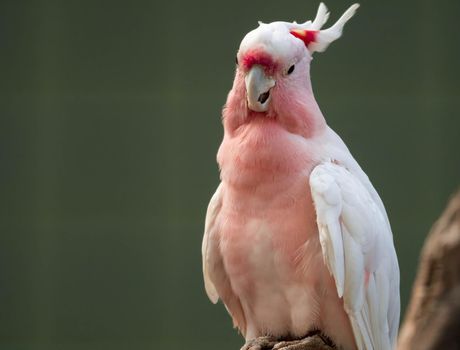 A Major Mitchell's cockatoo (Lophochroa leadbeateri), Pink parrot, often seen in Australia