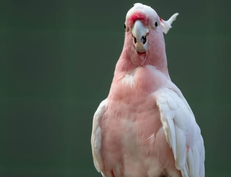 A Major Mitchell Cockatoo also known as Leadbeater's Cockatoo or Pink Cockatoo