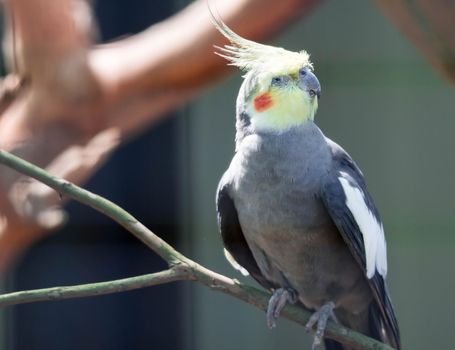 A Closeup of a Cockatiel (Nymphicus hollandicus) with blurry background