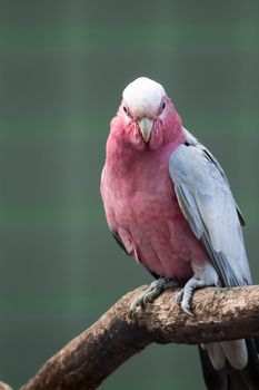 A Galah, Rose-breasted Cockatoos, hung on branch