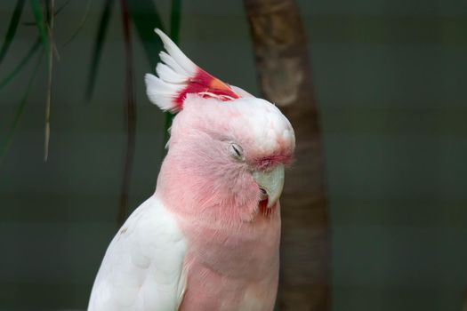 A Pink parrot head close up. Lophochroa leadbeateri Cacatua. Major Mitchell's Cockatoo. Lophocroa leadbeateri