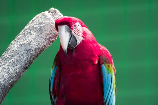 A Scarlett Macaw bird parrot. Red and blue macaw