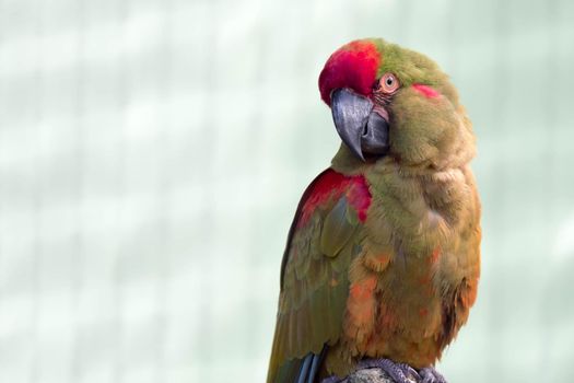 A Red-fronted Macaw, Ara rubrogenys