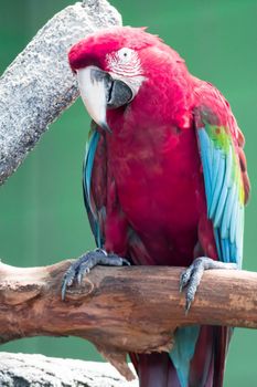 A Scarlett Macaw bird parrot looking curious