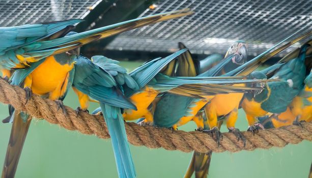 A Flock of Blue-and-yellow macaw (Ara ararauna) South American parrot native to Venezuela, Peru, Brazil, Bolivia, and Paraguay