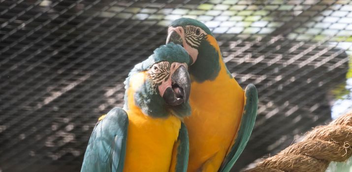 A Blue-and-yellow macaw or blue-and-gold macaw, Ara ararauna, bird of the Psittacidae family and one of the most famous parrots of the world