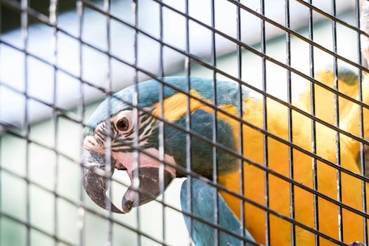 Blue-and-yellow macaw or blue-and-gold macaw, Ara ararauna, bird of the Psittacidae family and one of the most famous parrots of the world while inside a cage