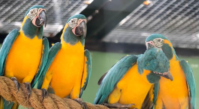 A beautiful blue-and-yellow macaw (Ara ararauna), also known as the blue-and-gold macaw