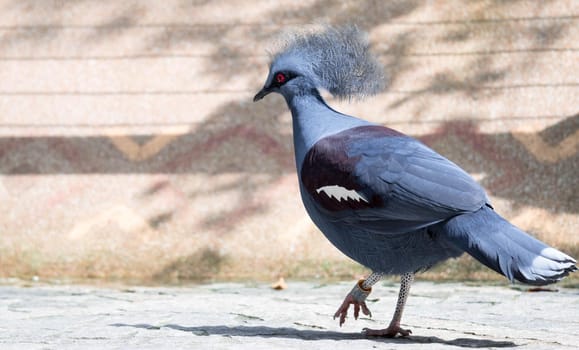 A Victoria Crowned bird (Goura victoria)