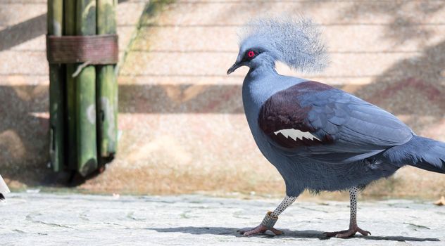 A Victoria Crowned bird (Goura victoria)