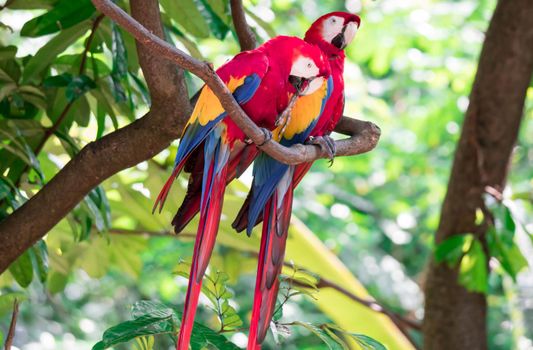 Couple of Scarlett Macaw bird parrot looking curious