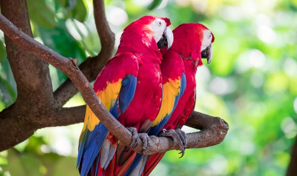 Couple of Scarlett Macaw bird parrot looking curious
