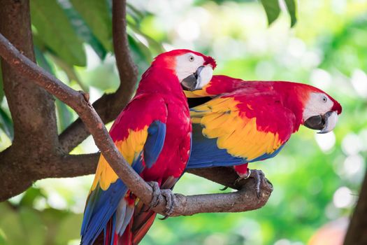 Couple of Scarlett Macaw bird parrot looking curious