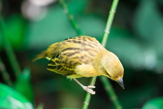 A Purple Finch (Haemorhous purpureus)