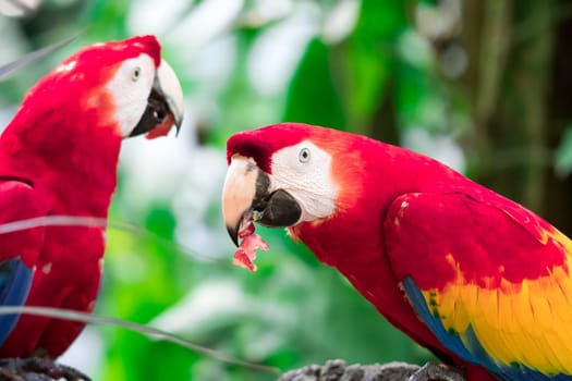 Couple of Scarlett Macaw bird parrot eating