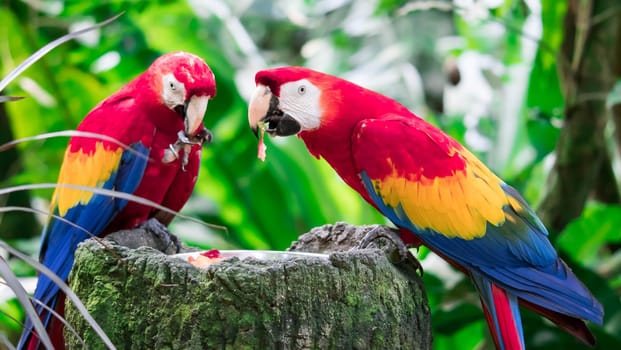 Couple of Scarlett Macaw bird parrot eating