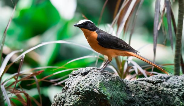 A Chorister Robin-chat standing on rock with forest background