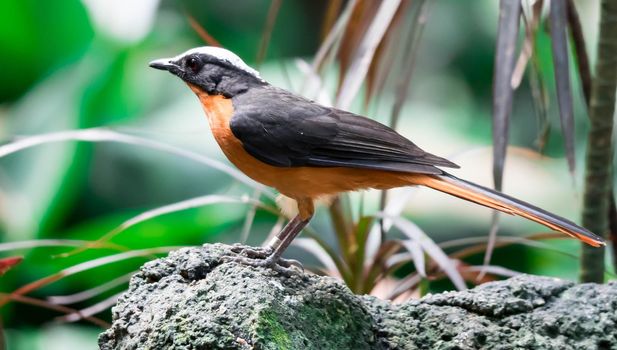 A Chorister Robin-chat standing on rock with forest background