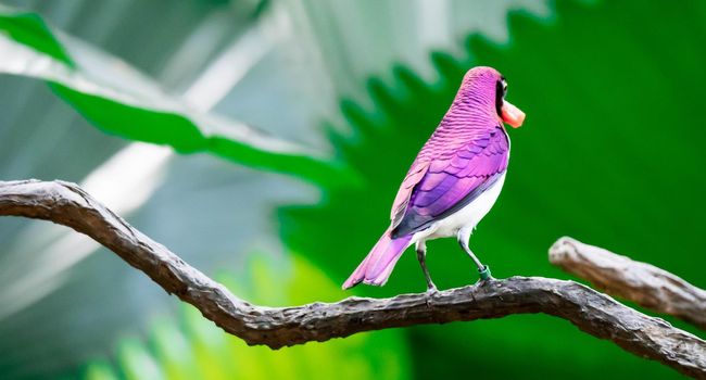 A Violet-backed Starling Cinnyricinclus leucogaster, also known as Amethyst or Plum-coloured Starling