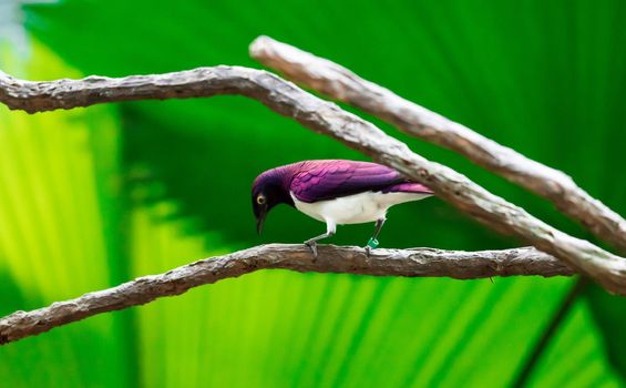 A Violet-backed Starling Cinnyricinclus leucogaster, also known as Amethyst or Plum-coloured Starling