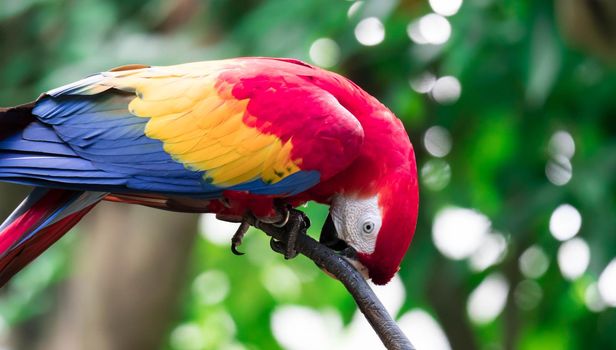 A Scarlett Macaw bird parrot looking curious