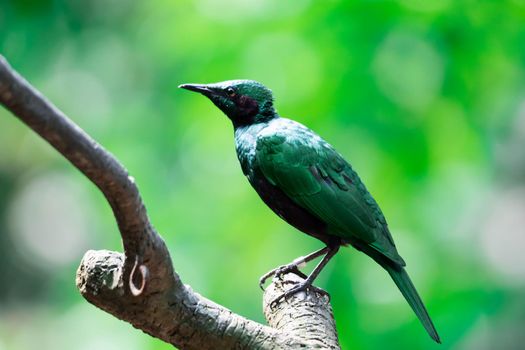 A Green Glossy Starling perched on a tree. Metallic Green colored bird